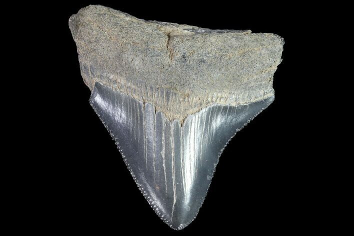 Serrated, Juvenile Megalodon Tooth - Georgia #90726
